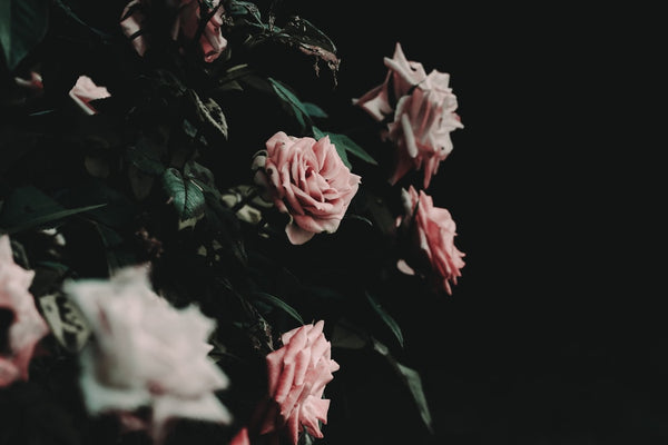 Side view of rose bush with small, dense roses, and pointed leaves.