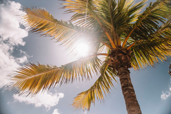 Large palm tree with sun peaking through the palm frond and some whispy clouds above.