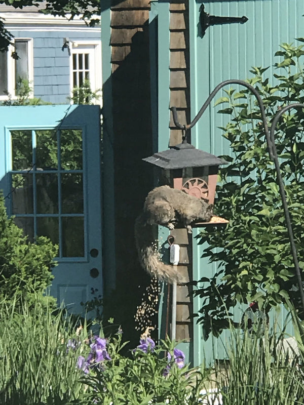 A squirrel eating out of a bird feeder hanging on a shepards hook in a garden.